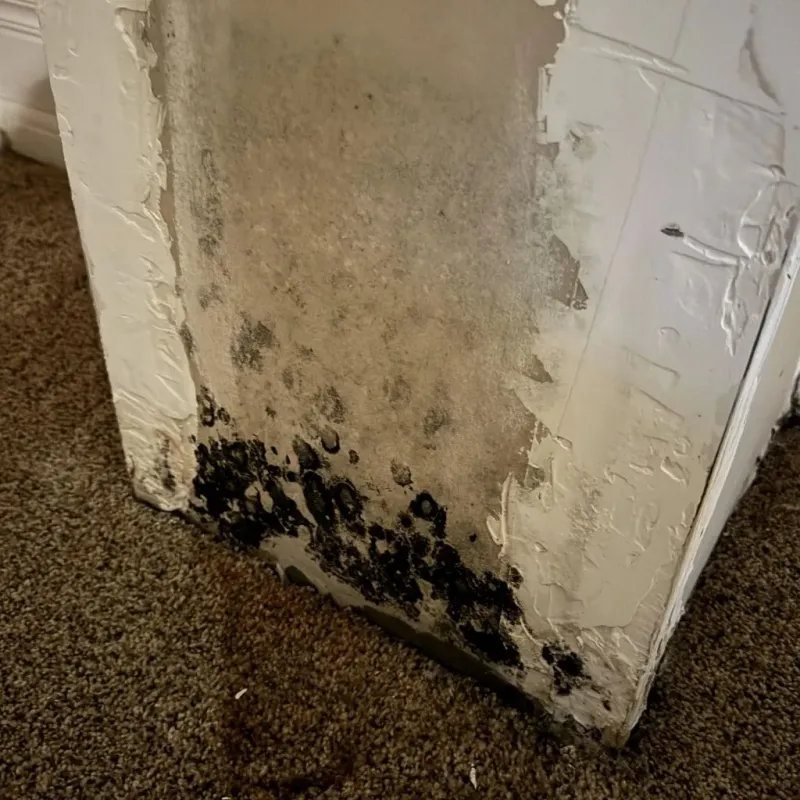 Professional Mold Removal in Burbank, CA